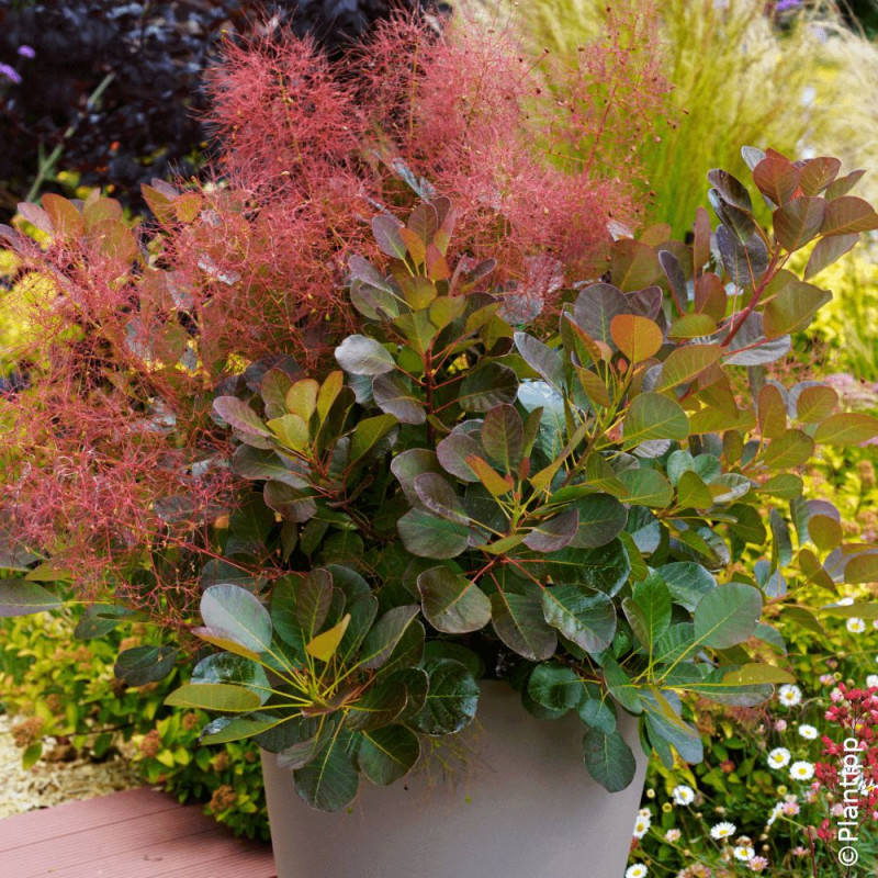 Arbre à perruque Flamissimo® - SILENCE, ça pousse !, Cotinus