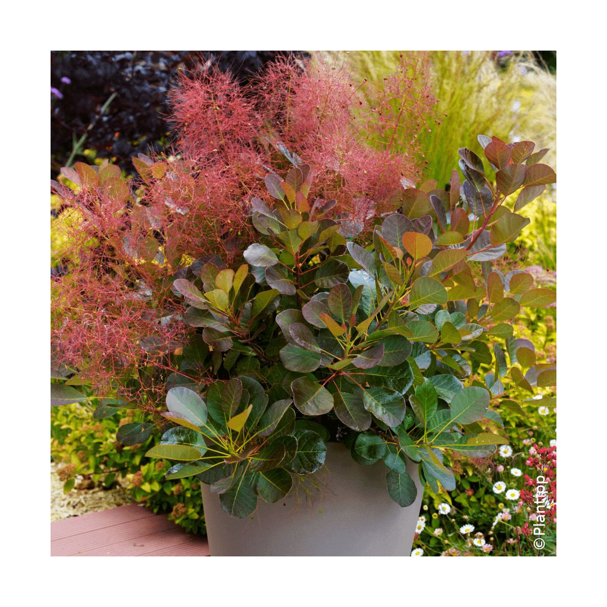 Arbre à perruque pour petit jardin Flamissimo Cotinus