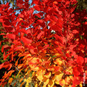 Arbre à perruque Flamissimo® - SILENCE, ça pousse !