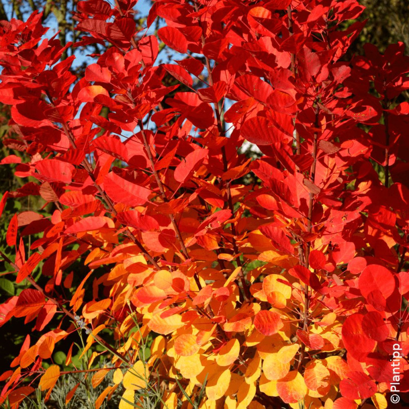 Cotinus coggygria Flamissimo feuillage rouge flamboyant