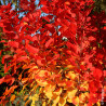 Arbre à perruque Flamissimo® - SILENCE, ça pousse !, Cotinus