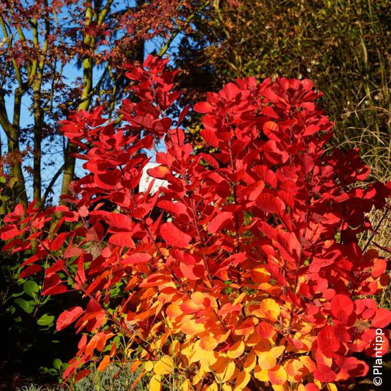 Arbre à perruque Flamissimo® - SILENCE, ça pousse !, Cotinus
