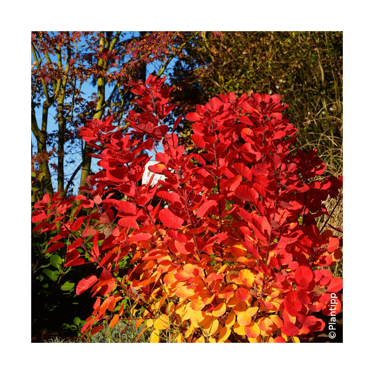 Arbre à perruque Flamissimo® - SILENCE, ça pousse !