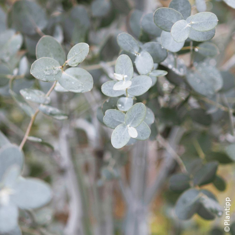 Eucalyptus Silverana® - SILENCE, ça pousse !, Gommier cidre