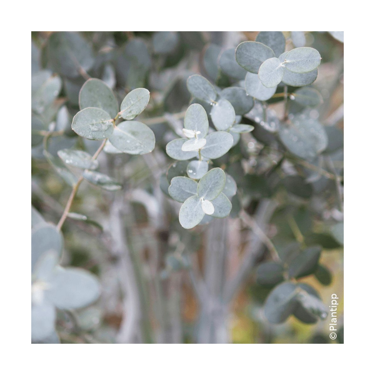 Eucalyptus Silverana® - SILENCE, ça pousse !, Gommier cidre