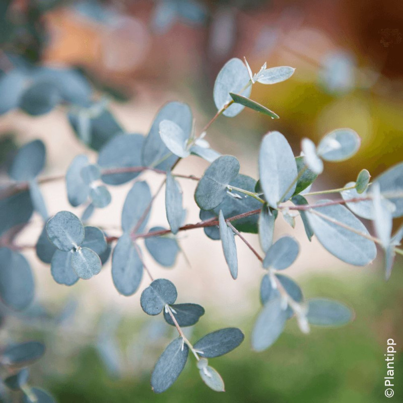 Eucalyptus Silverana® - SILENCE, ça pousse !, Gommier cidre