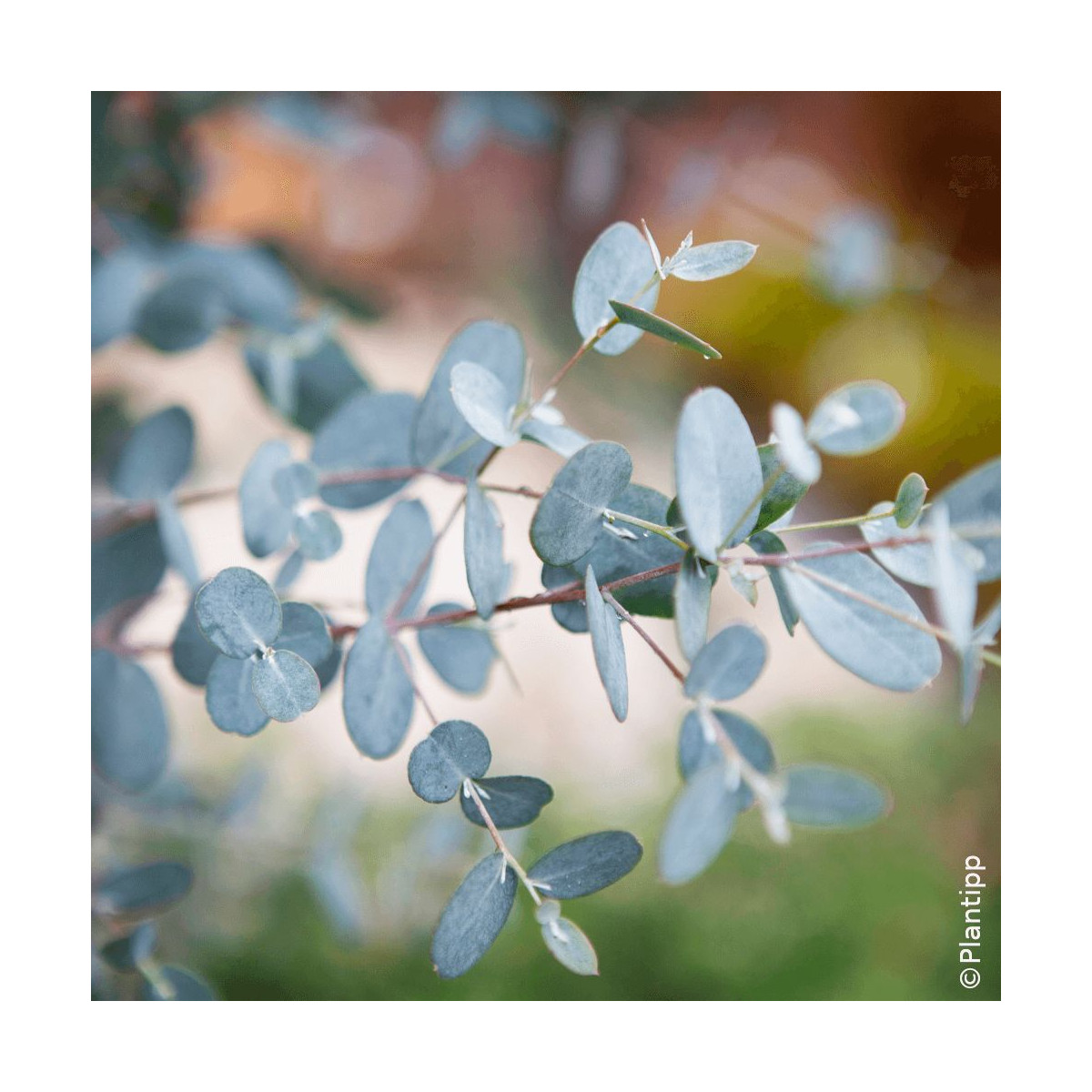 Eucalyptus Silverana® - SILENCE, ça pousse !, Gommier cidre