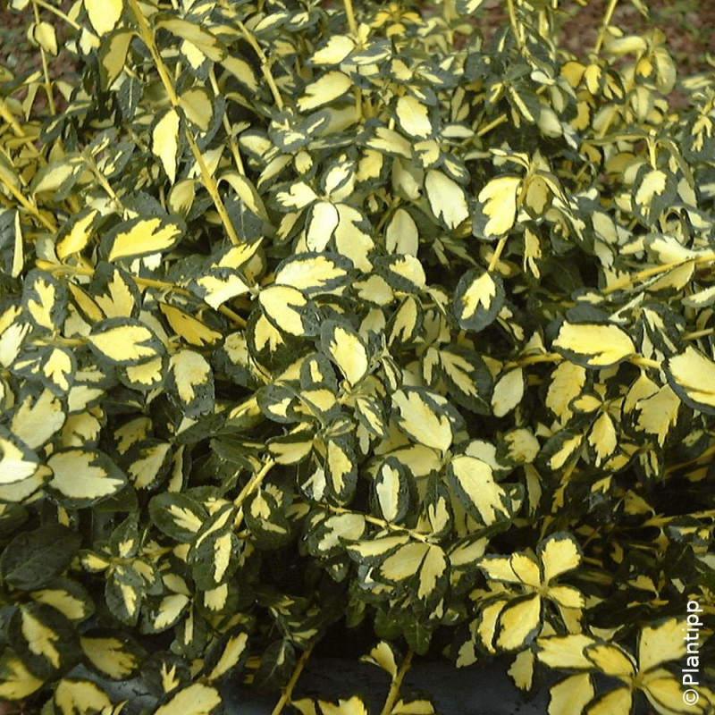 Fusain persistant Blondy® - SILENCE, ça pousse !, Euonymus
