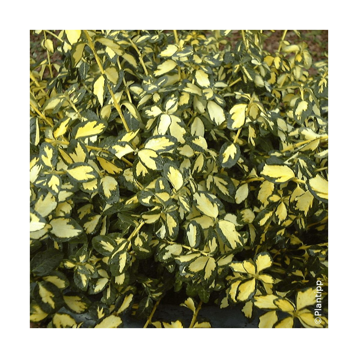Fusain persistant Blondy® - SILENCE, ça pousse !, Euonymus
