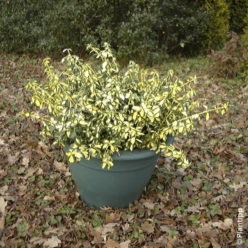 Fusain persistant Blondy® - SILENCE, ça pousse !, Euonymus
