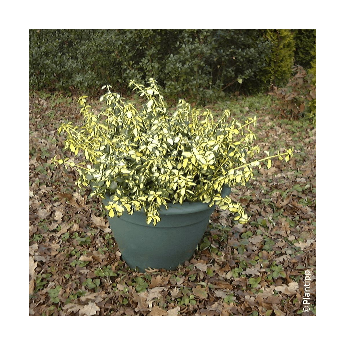 Fusain persistant Blondy® - SILENCE, ça pousse !, Euonymus