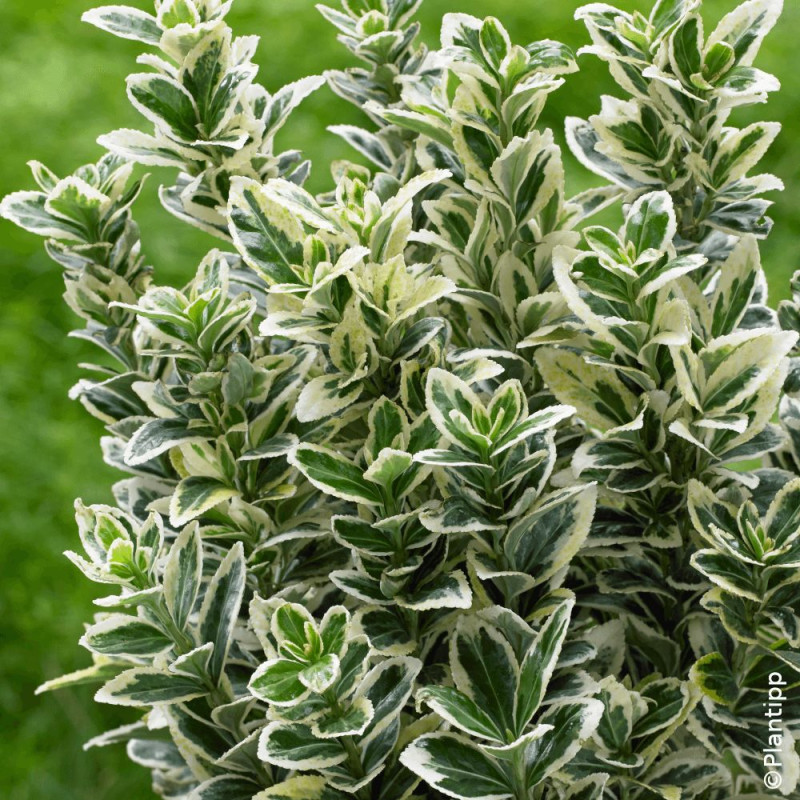 Fusain du Japon White Spire - SILENCE, ça pousse !, Euonymus