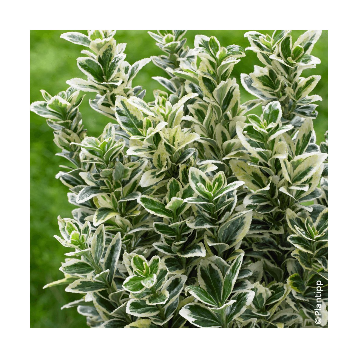 Fusain du Japon White Spire - SILENCE, ça pousse !, Euonymus
