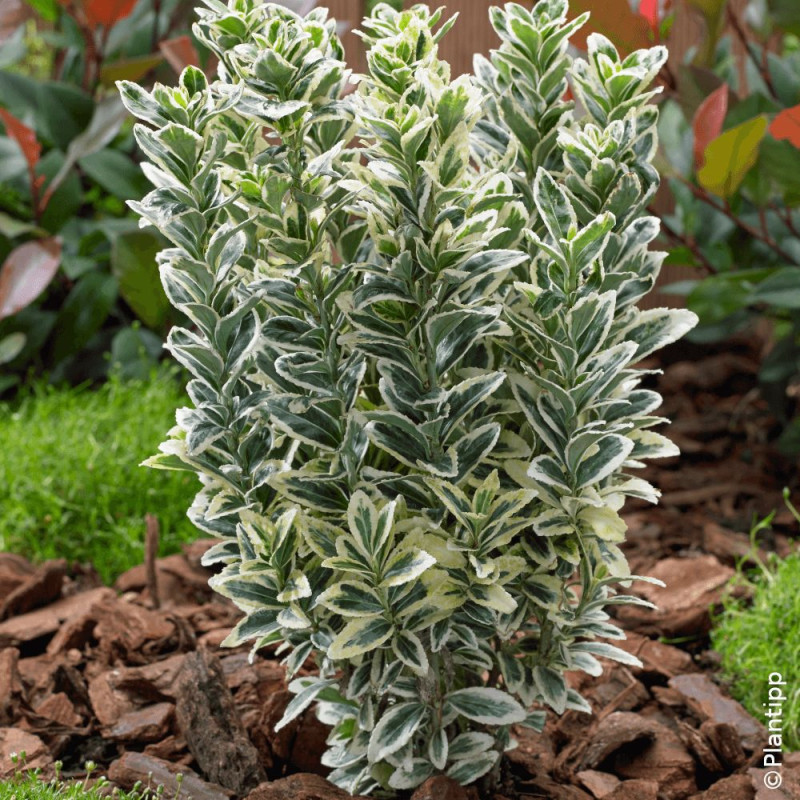 Fusain du Japon White Spire - SILENCE, ça pousse !, Euonymus