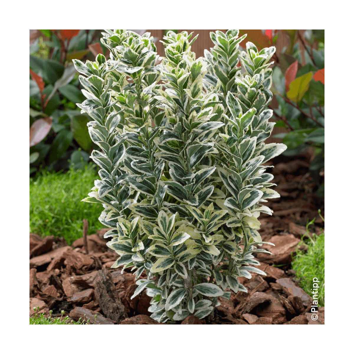 Fusain du Japon White Spire - SILENCE, ça pousse !, Euonymus