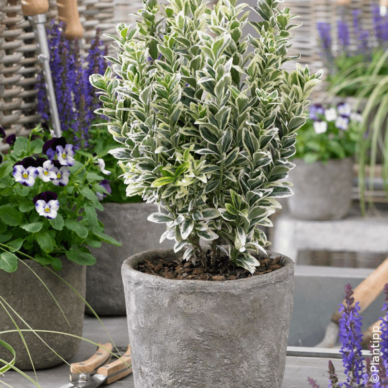 Fusain du Japon White Spire - SILENCE, ça pousse !, Euonymus