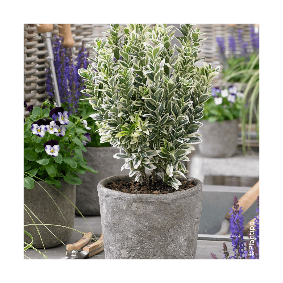 Fusain du Japon White Spire - SILENCE, ça pousse !, Euonymus
