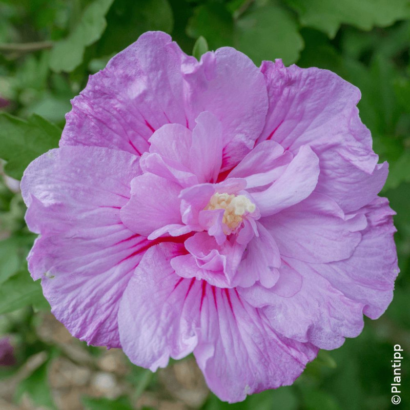 Hibiscus Lavender Chiffon® 'Notwoodone' - SILENCE, ça pousse !, Althéa