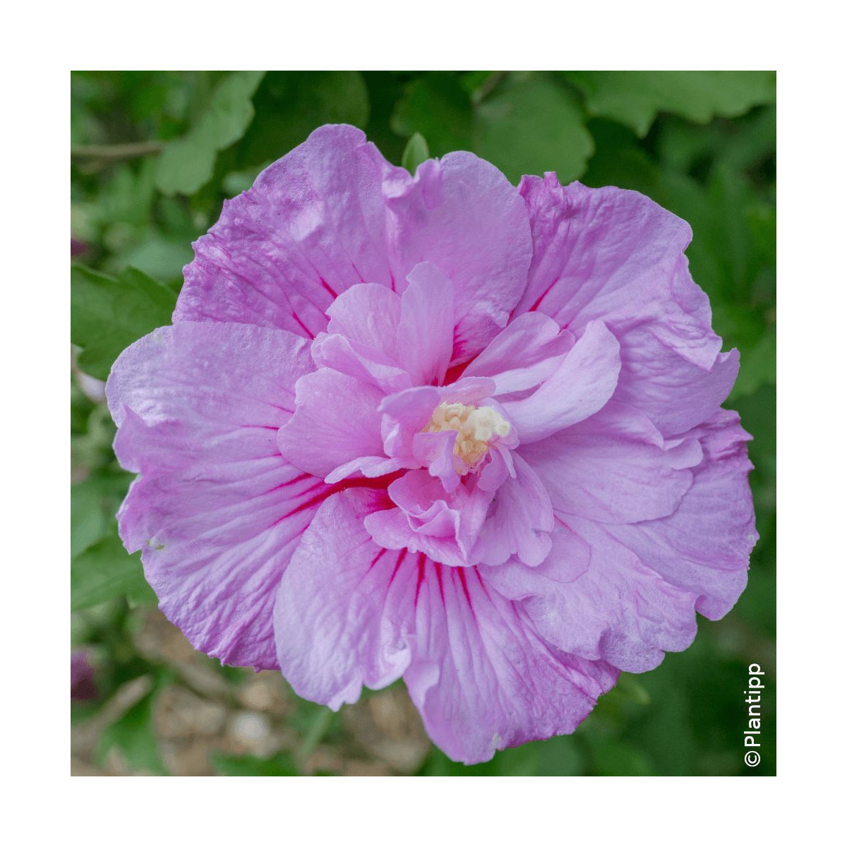 Hibiscus Lavander Chiffon® 'Notwoodone' - SILENCE, ça pousse !, Althéa