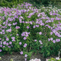 Hibiscus Lavander Chiffon® 'Notwoodone' - SILENCE, ça pousse !, Althéa