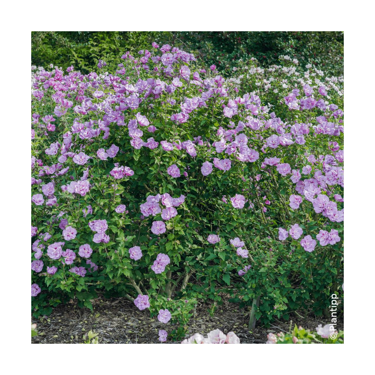 Hibiscus Lavander Chiffon® 'Notwoodone' - SILENCE, ça pousse !, Althéa