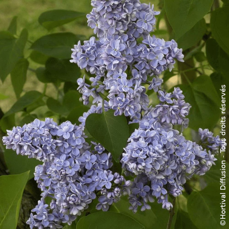 Lilas commun Capitaine Baltet - SILENCE, ça pousse !, Syringa