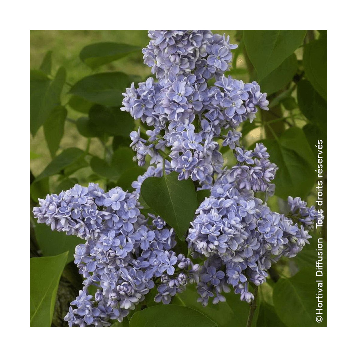 Lilas commun Capitaine Baltet - SILENCE, ça pousse !, Syringa