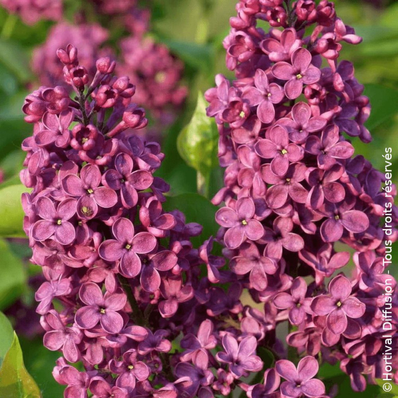Lilas commun Souvenir de Louis Spaeth - SILENCE, ça pousse !, Syringa