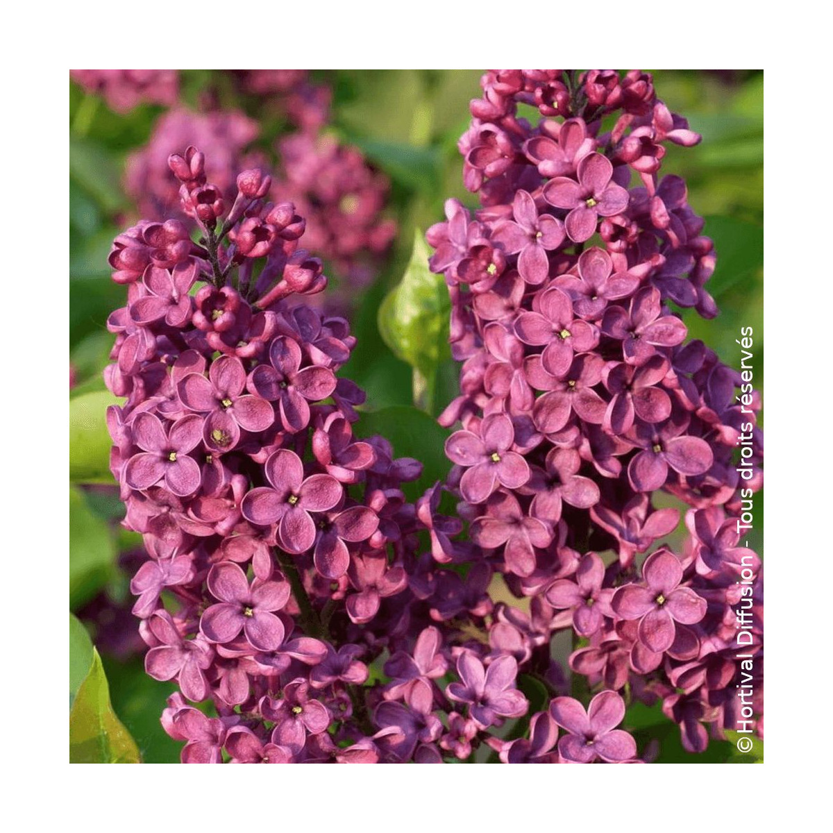 Lilas commun Souvenir de Louis Spaeth - SILENCE, ça pousse !, Syringa Lilas commun Souvenir de Louis Spaeth - SILENCE, ça pousse !, Syringa