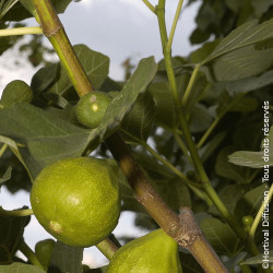 Figuier Jannot - SILENCE, ça pousse !