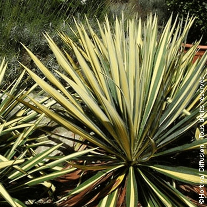 Yucca filamenteux Color Guard - SILENCE, ça pousse !