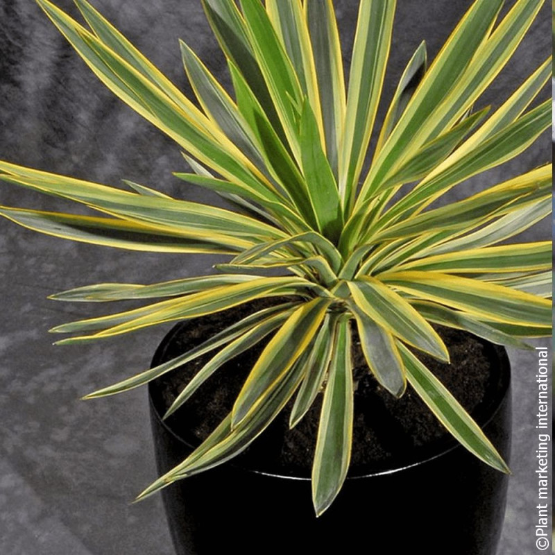 Yucca Variegata - SILENCE, ça pousse !