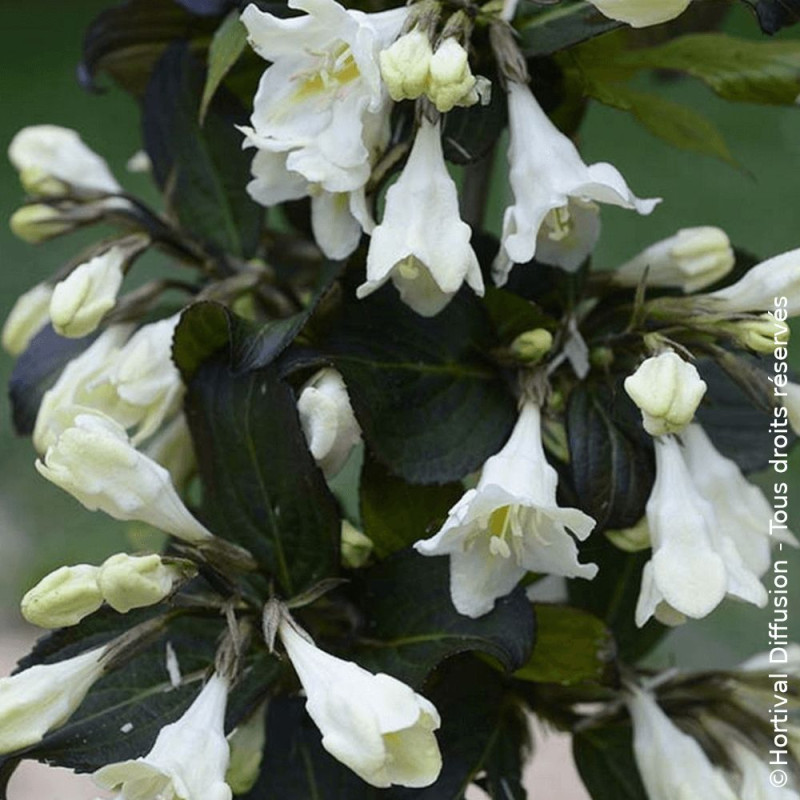 Weigela Ebony & ivory® - SILENCE, ça pousse !, Weigelia
