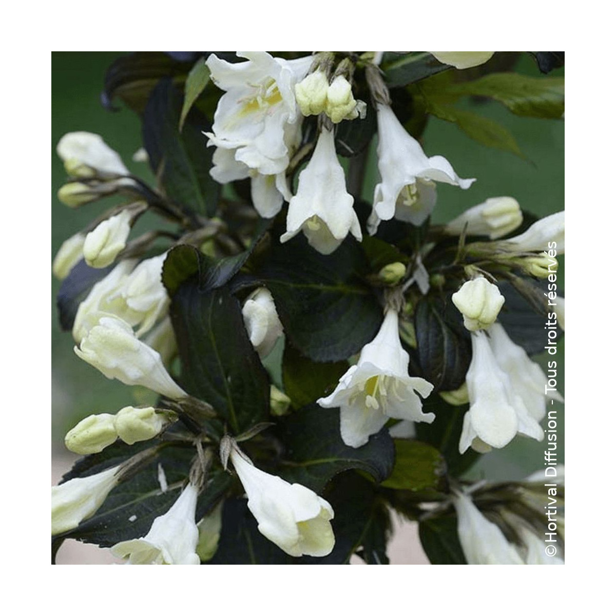 Weigela Ebony & ivory® - SILENCE, ça pousse !, Weigelia