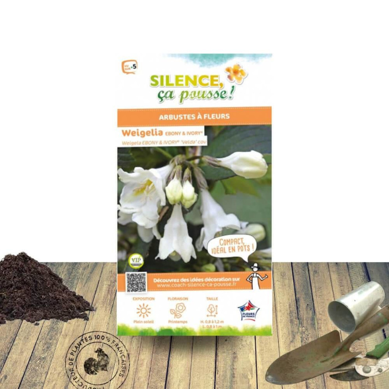 Weigela Ebony & ivory® - SILENCE, ça pousse !, Weigelia