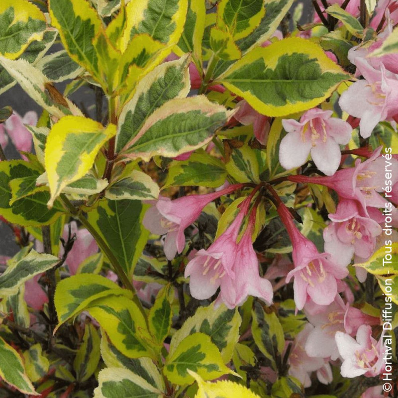 Weigela Magical® Rainbow - SILENCE, ça pousse !, Weigelia