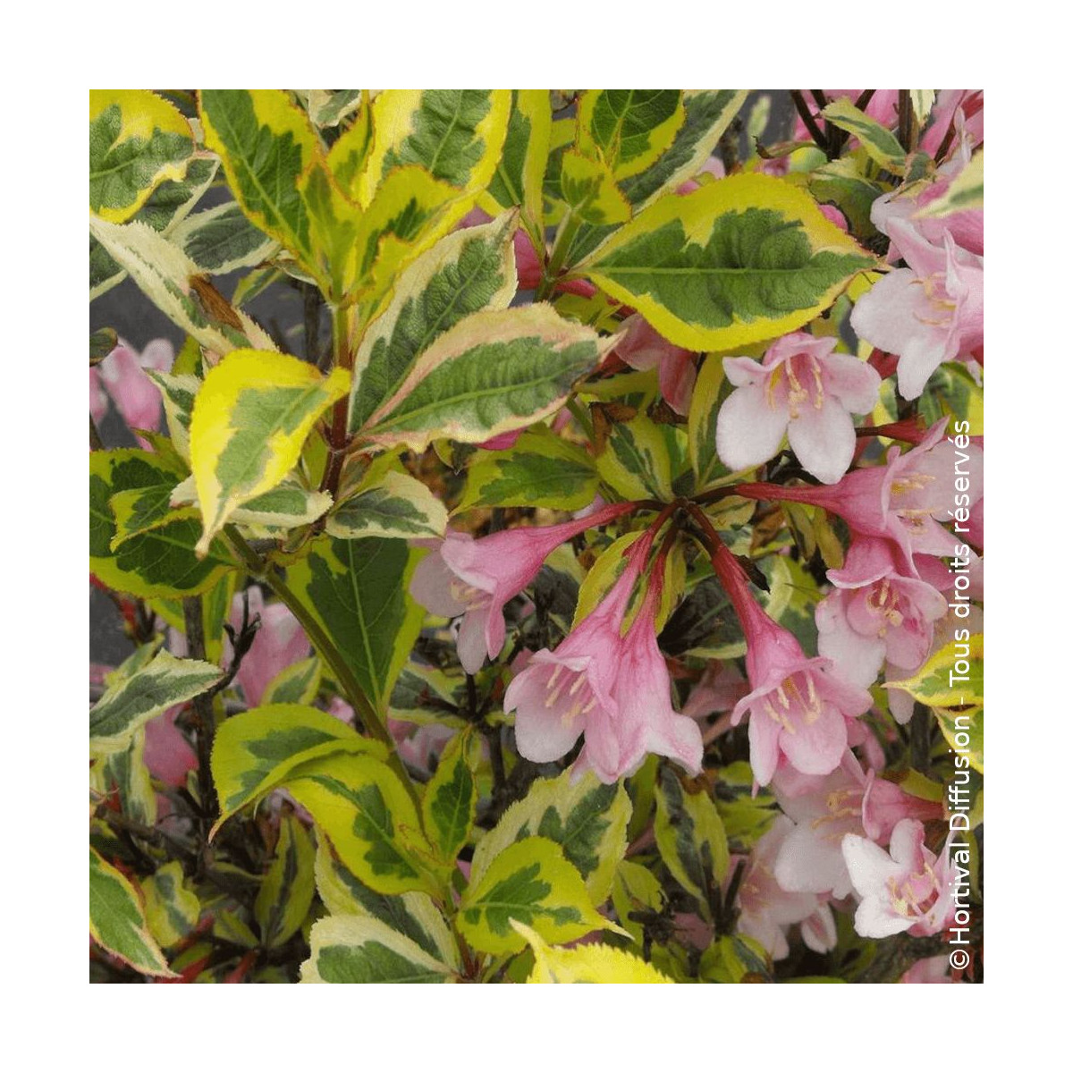 Weigela Magical® Rainbow - SILENCE, ça pousse !, Weigelia