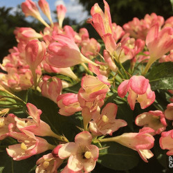 Weigelia All Summer® Peach - SILENCE, ça pousse !