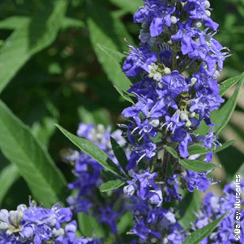 Arbre au poivre Blue Puffball® - SILENCE, ça pousse !, Vitex, Gattilier