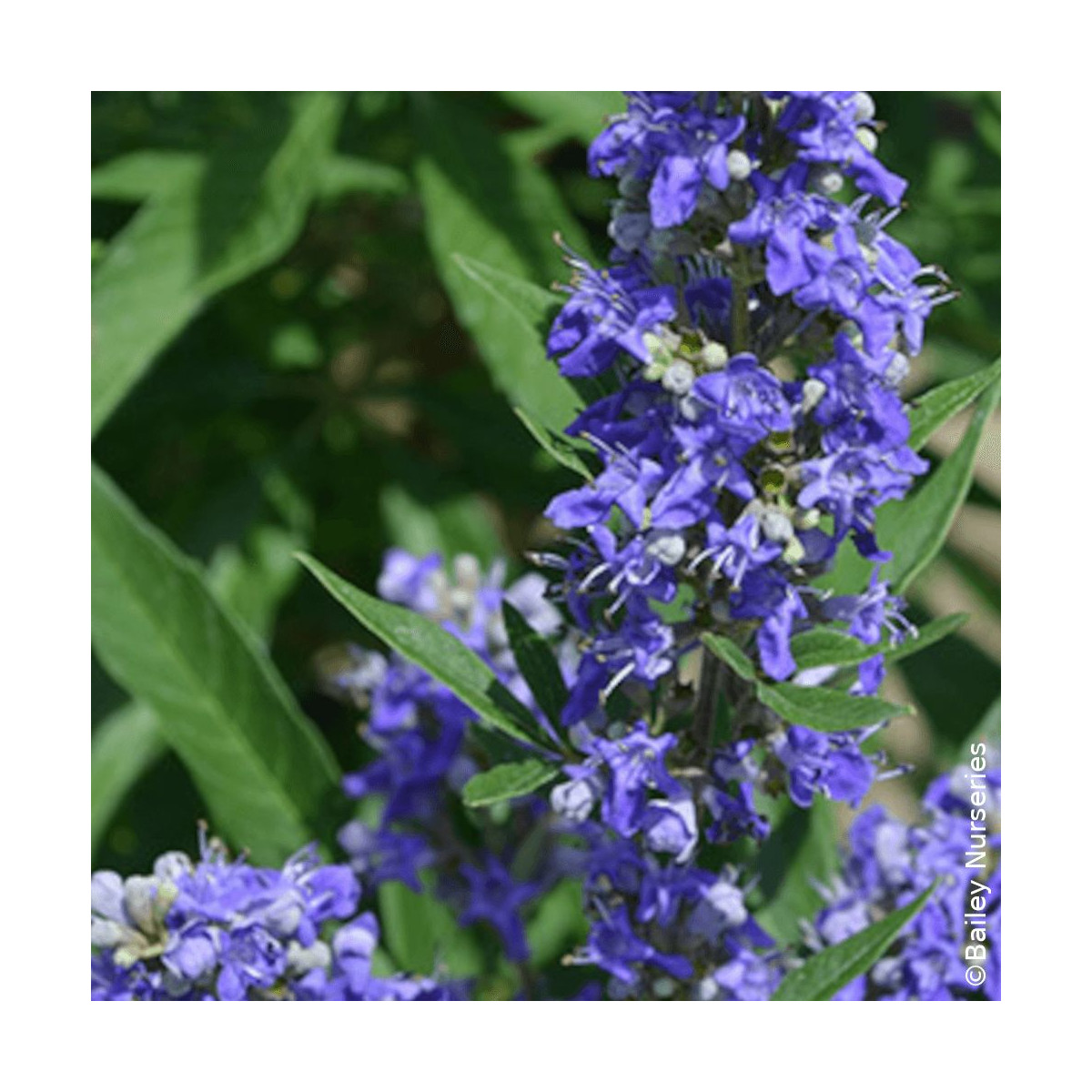 Arbre au poivre Blue Puffball Vitex agnus-castus en fleurs bleues Arbre au poivre Blue Puffball Vitex agnus-castus en fleurs bleues
