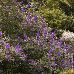 Vitex, Gattilier Flip Side® - SILENCE, ça pousse !