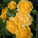Rosier à fleurs groupées Anisade® - SILENCE, ça pousse !