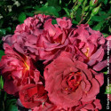 Rosier à fleurs groupées Cinco de Mayo® - SILENCE, ça pousse !