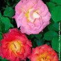 Rosier à fleurs groupées Festirose® - SILENCE, ça pousse !