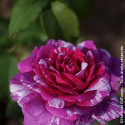 Rosier à fleurs groupées Fizzy Lady® - SILENCE, ça pousse !