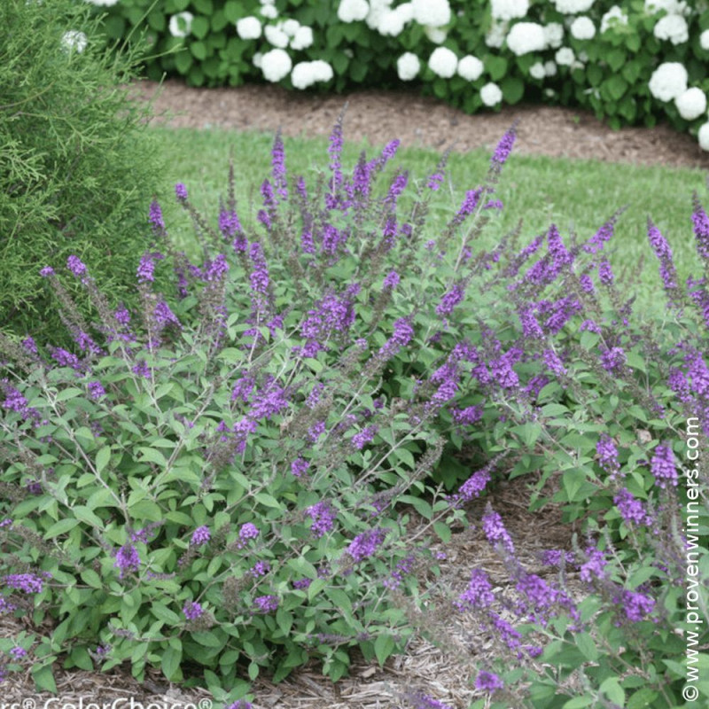 Arbre aux papillons Blue Chip JR® - SILENCE, ça pousse !, Buddleia