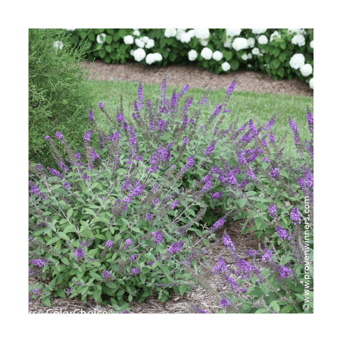 Arbre aux papillons Blue Chip JR® - SILENCE, ça pousse !, Buddleia Arbre aux papillons Blue Chip JR® - SILENCE, ça pousse !, Buddleia