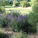 Arbre aux papillons Blue Chip JR® - SILENCE, ça pousse !