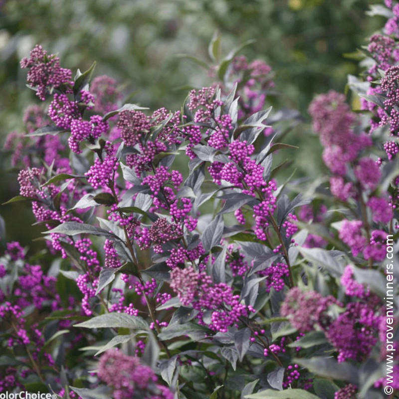 Callicarpa, Arbuste aux bonbons Pearl Glam® - SILENCE, ça pousse !