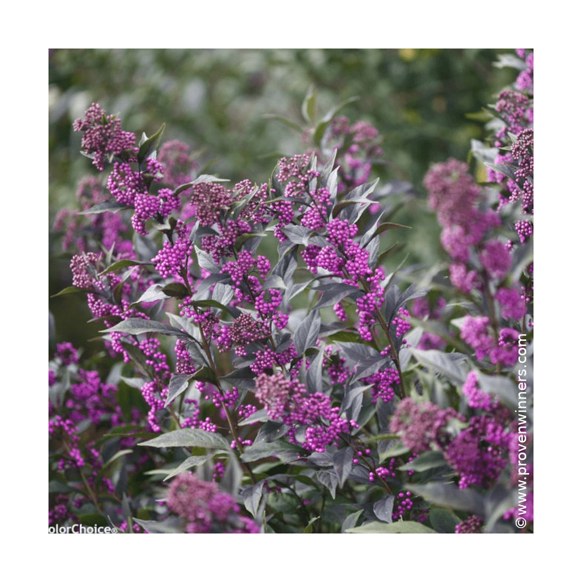 Callicarpa, Arbuste aux bonbons Pearl Glam® - SILENCE, ça pousse !